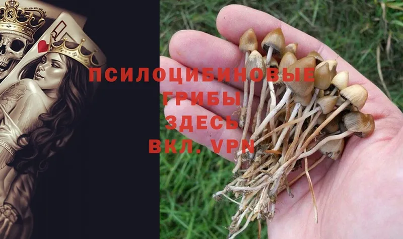 Псилоцибиновые грибы MAGIC MUSHROOMS  Сольвычегодск 